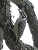 Ladder backed Woodpecker 6661